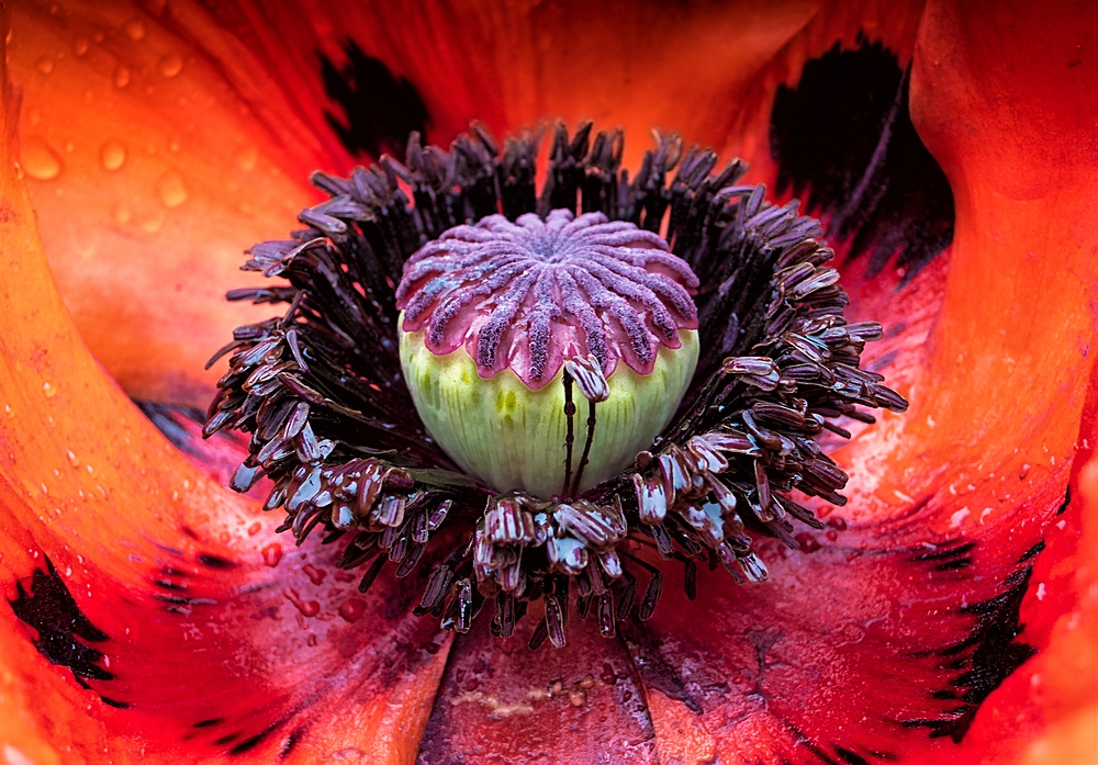 Riesenmohn