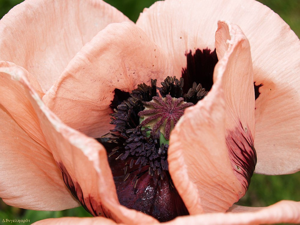 " Riesenmohn "