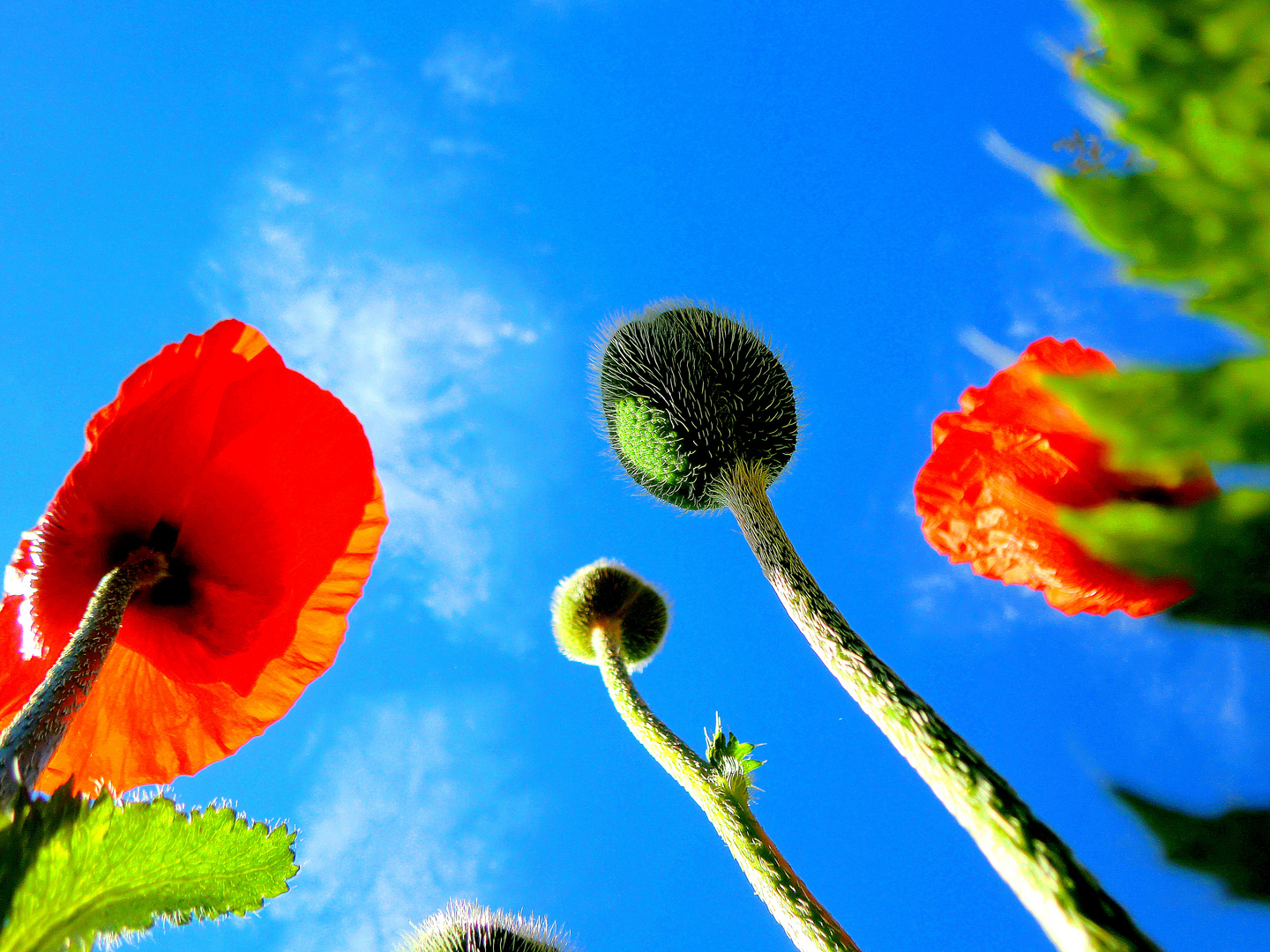 Riesenmohn