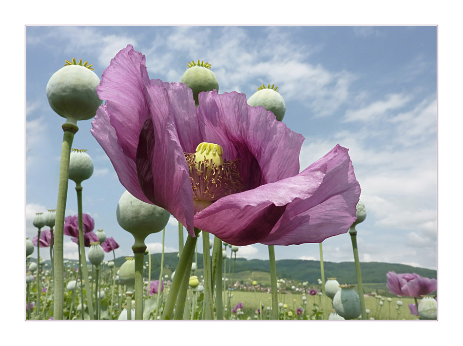 Riesenmohn