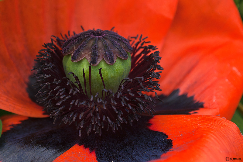 Riesenmohn