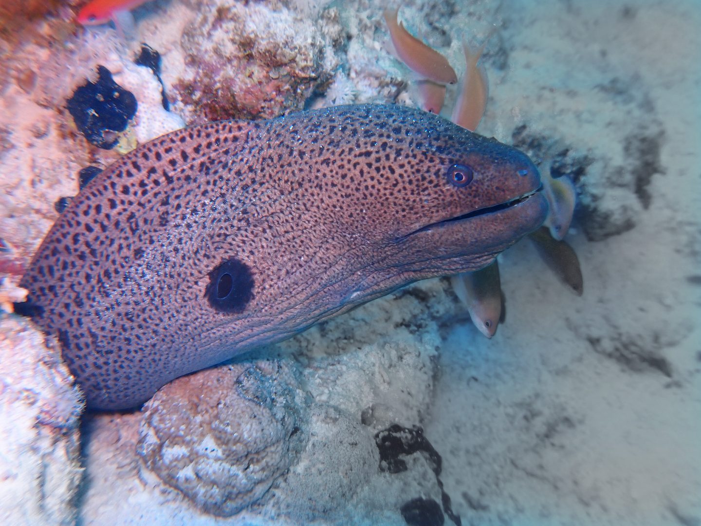 Riesenmuräne am Jolanda-Reef