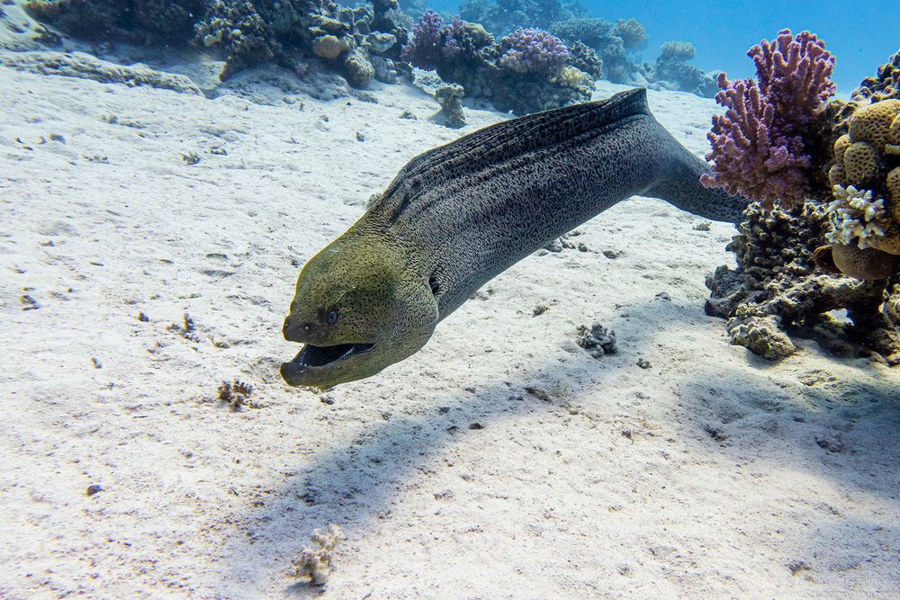 Riesenmuräne [Gymnothorax javanicus]