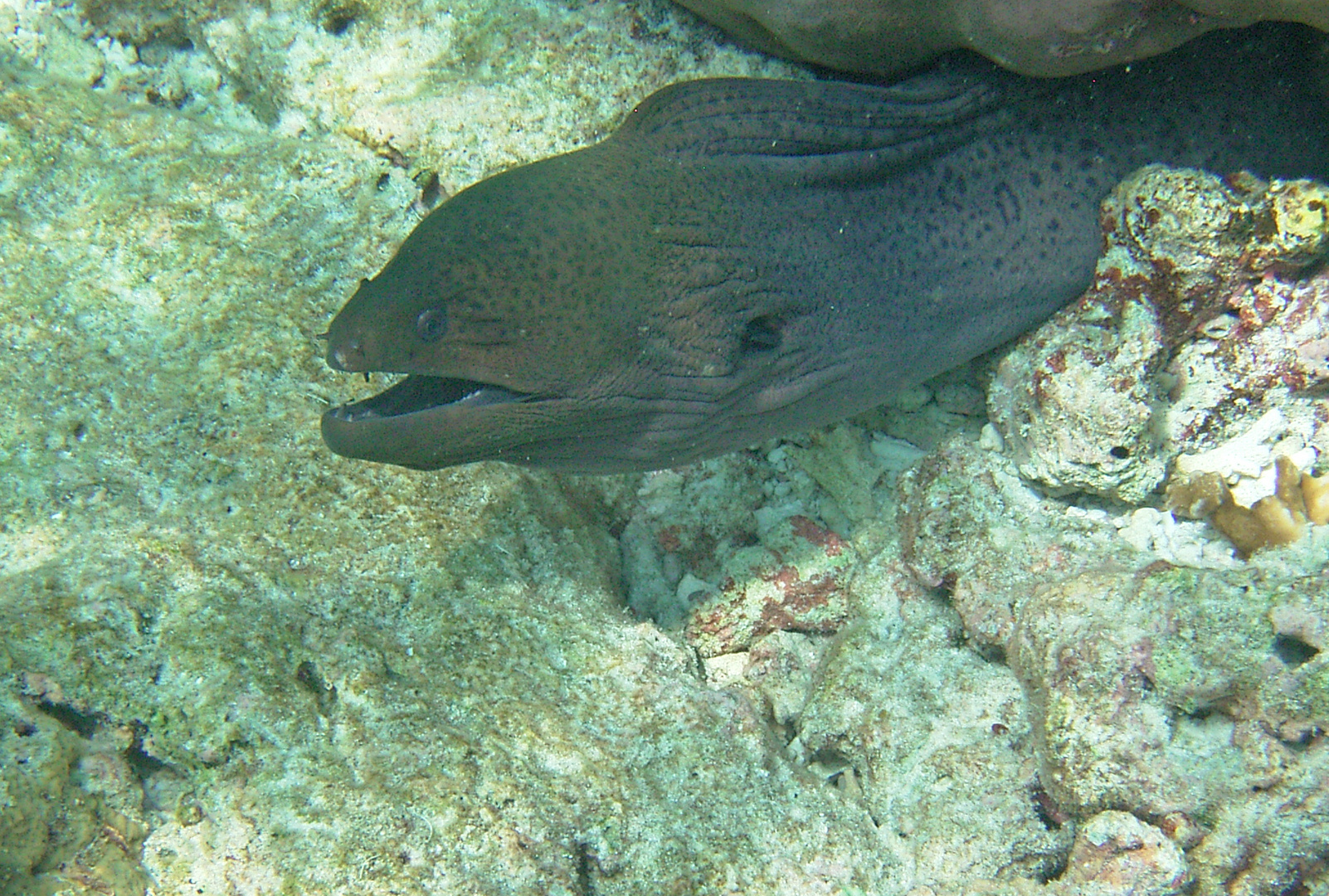 Riesenmuräne (Gymnothorax javanicus)