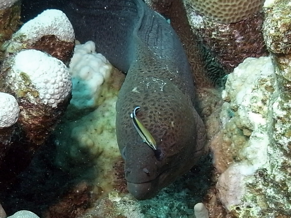 Riesenmuräne (Hausriff Marsa Alam)