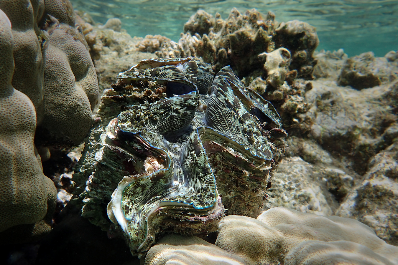 Riesenmuschel  (Tridacninae / Tridacnidae)