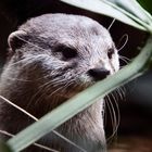 Riesenotter