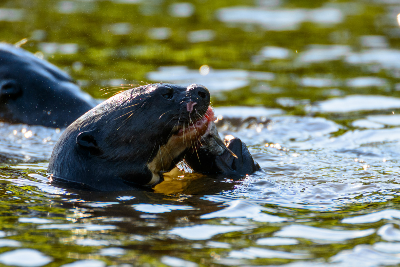 Riesenotter