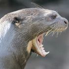 RIESENOTTER