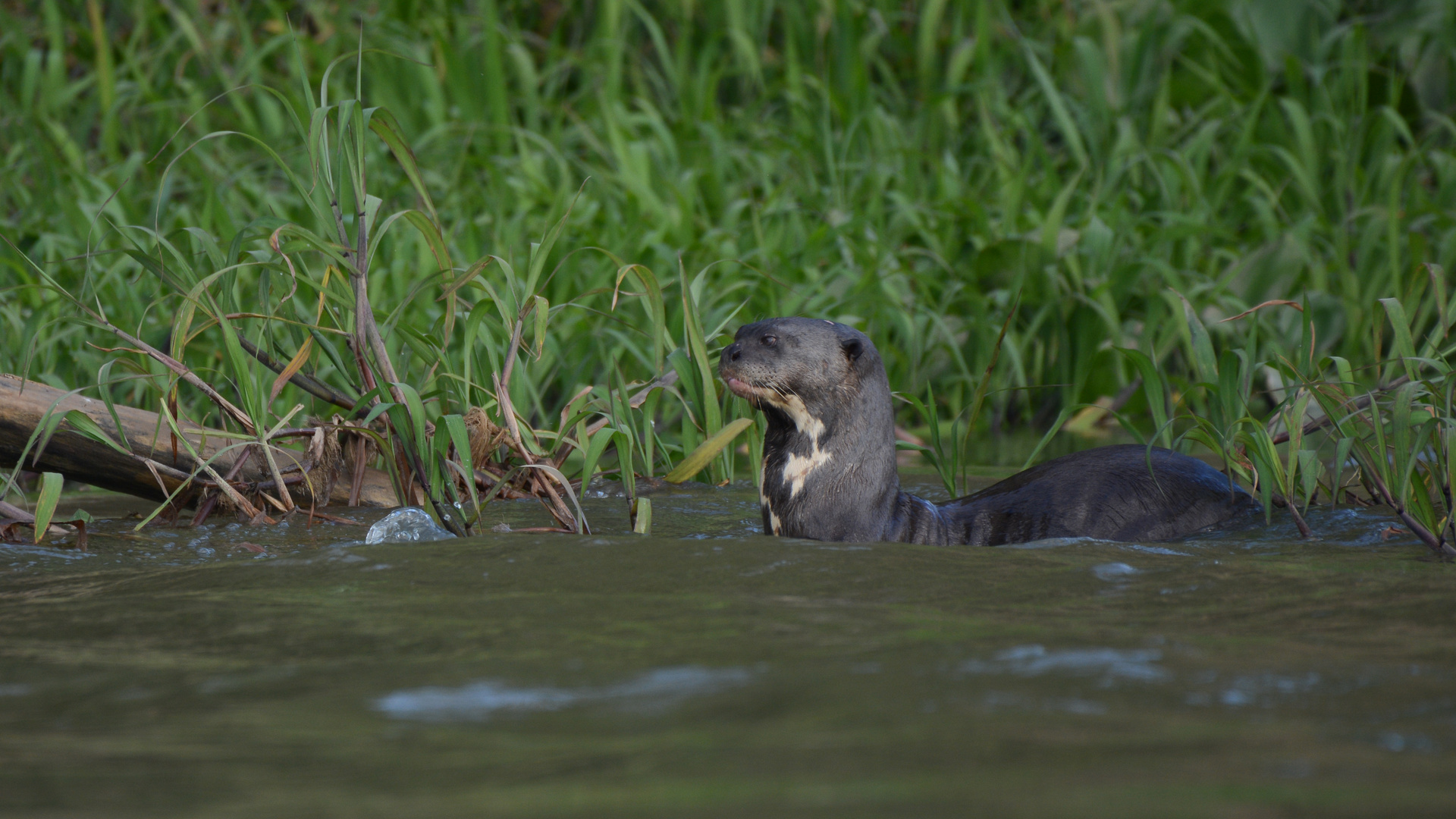 Riesenotter