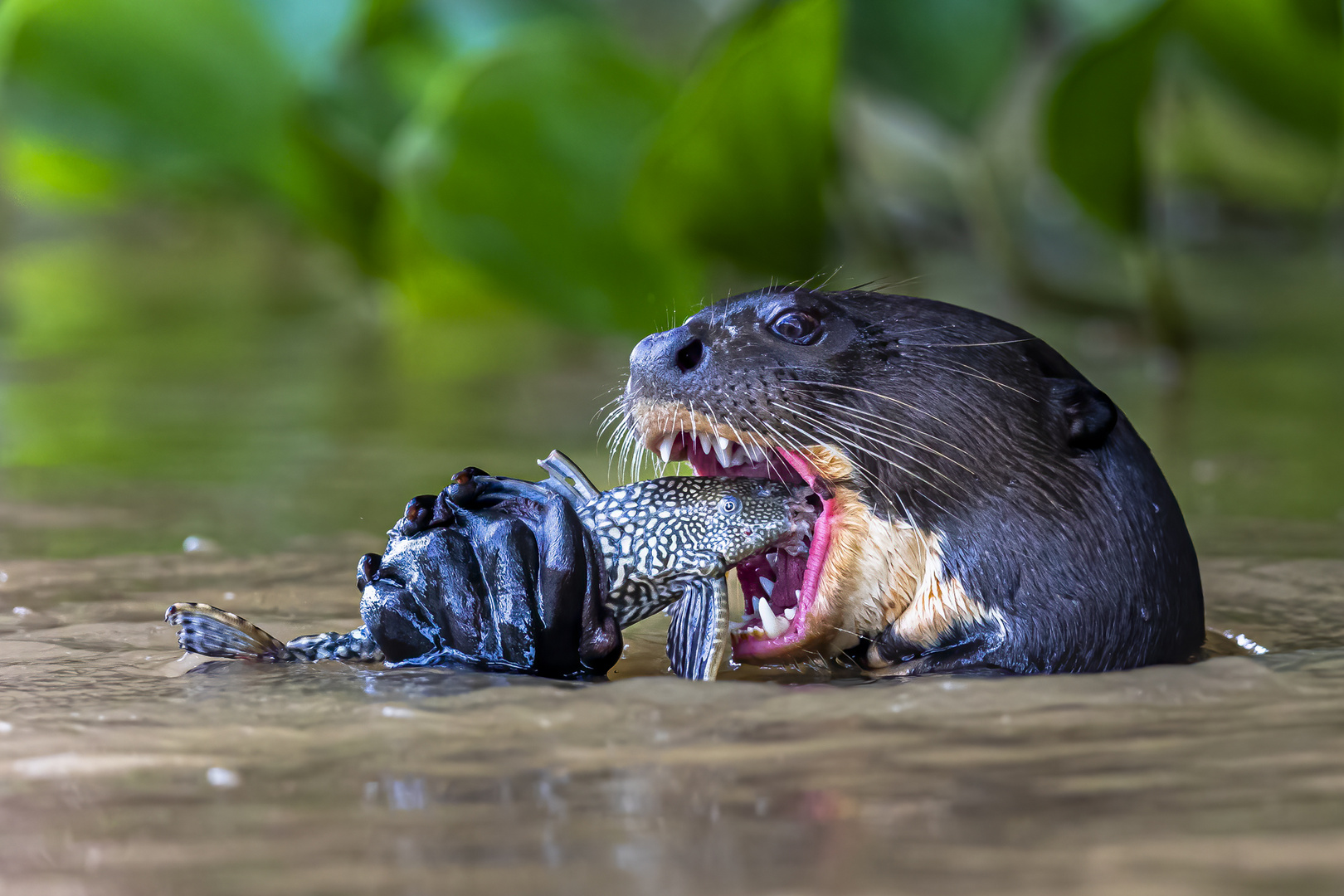 Riesenotter (Giant Otter)