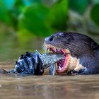 Riesenotter (Giant Otter)