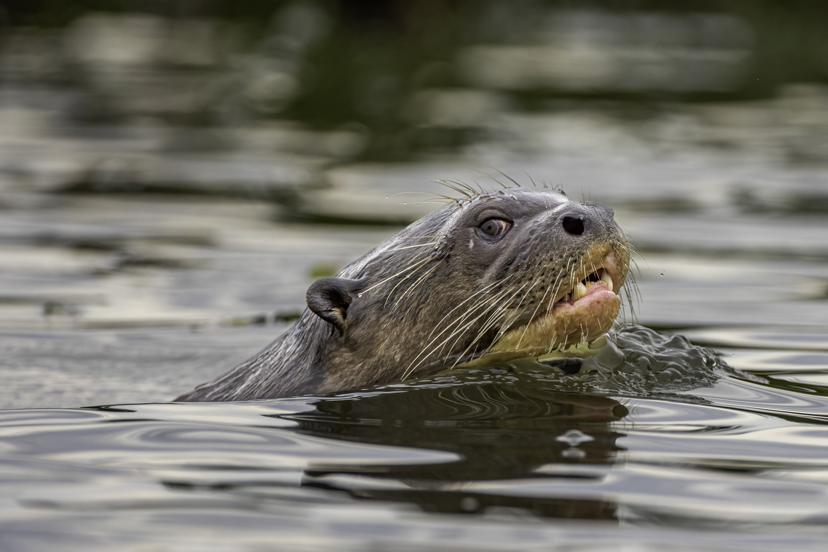 Riesenotter (Giant Otter)