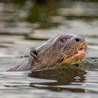 Riesenotter (Giant Otter)