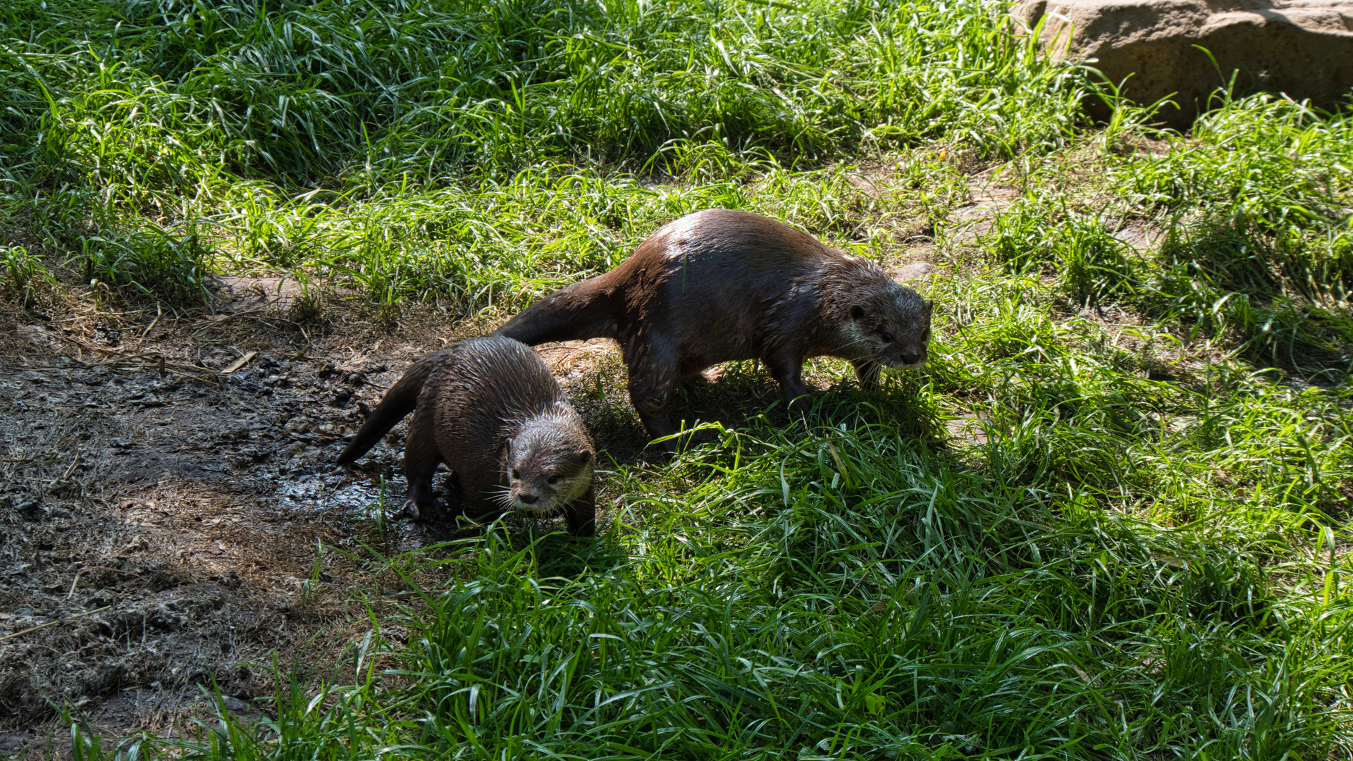 Riesenotter Im Duisburger Zoo