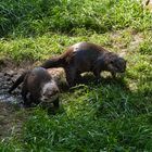 Riesenotter Im Duisburger Zoo