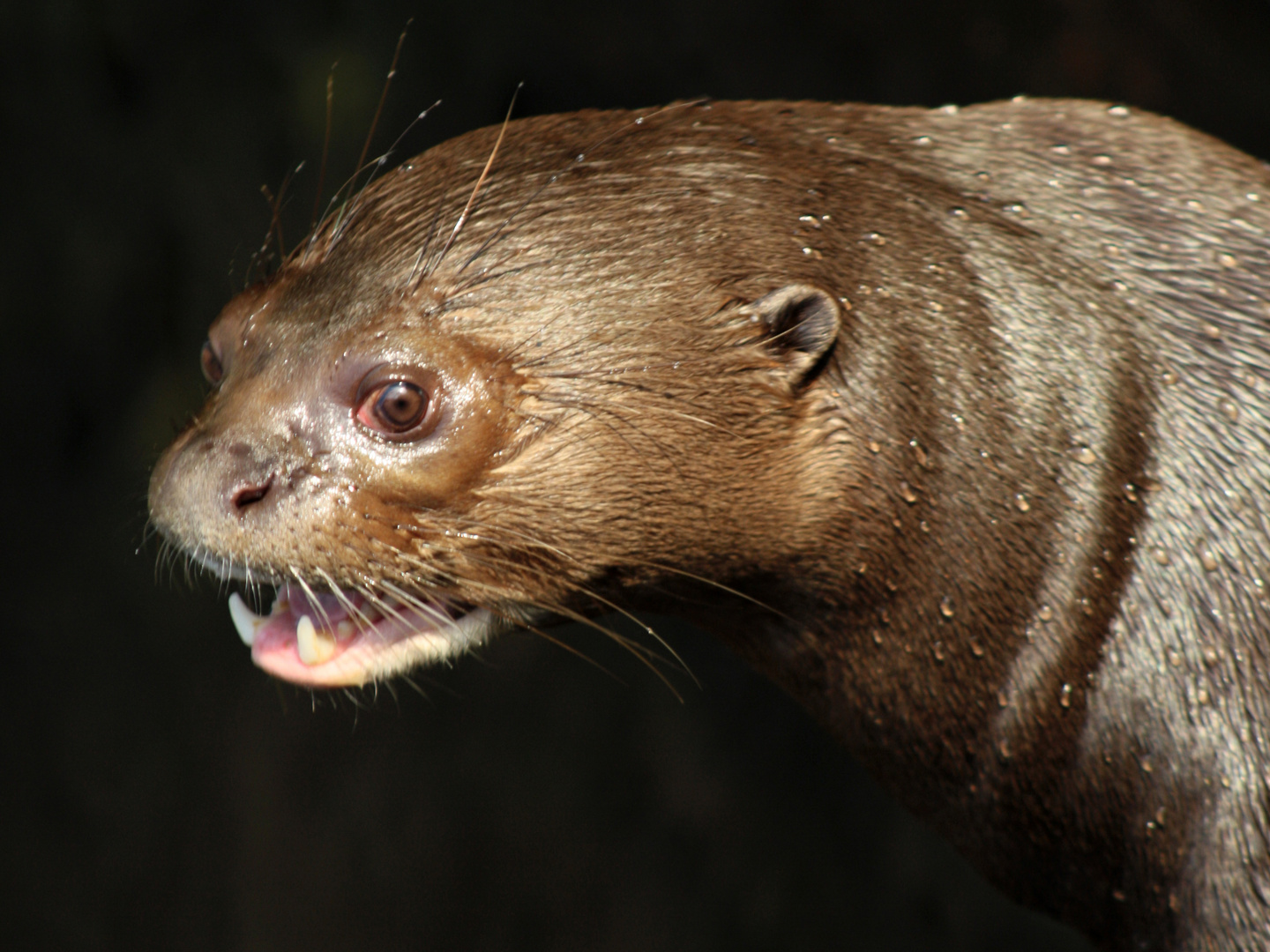 Riesenotter im Zoo Leipzig