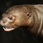 Riesenotter im Zoo Leipzig