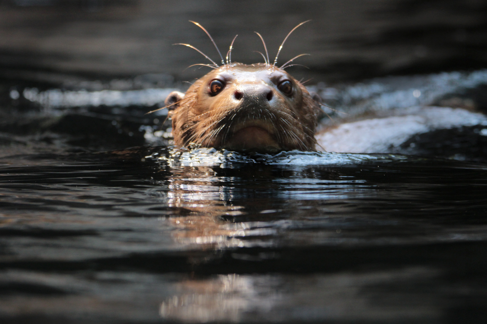 Riesenotter im Zoo Leipzig