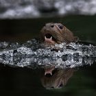 Riesenotter im Zoo Leipzig