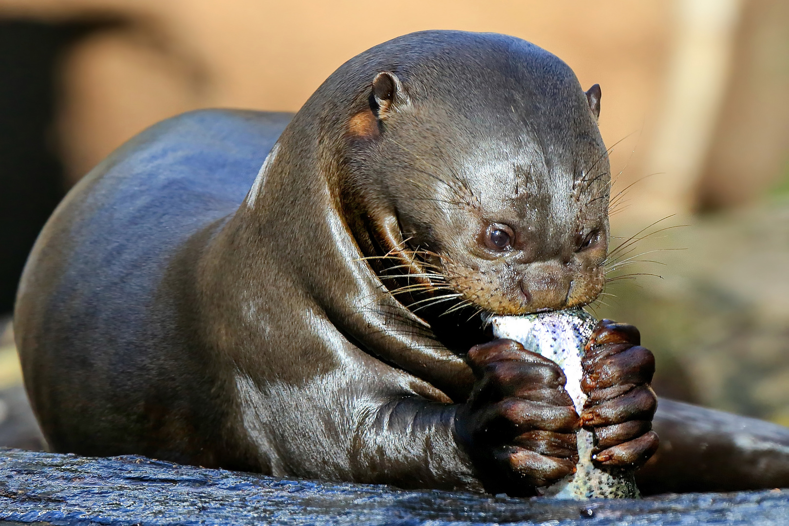 Riesenotter Mahlzeit