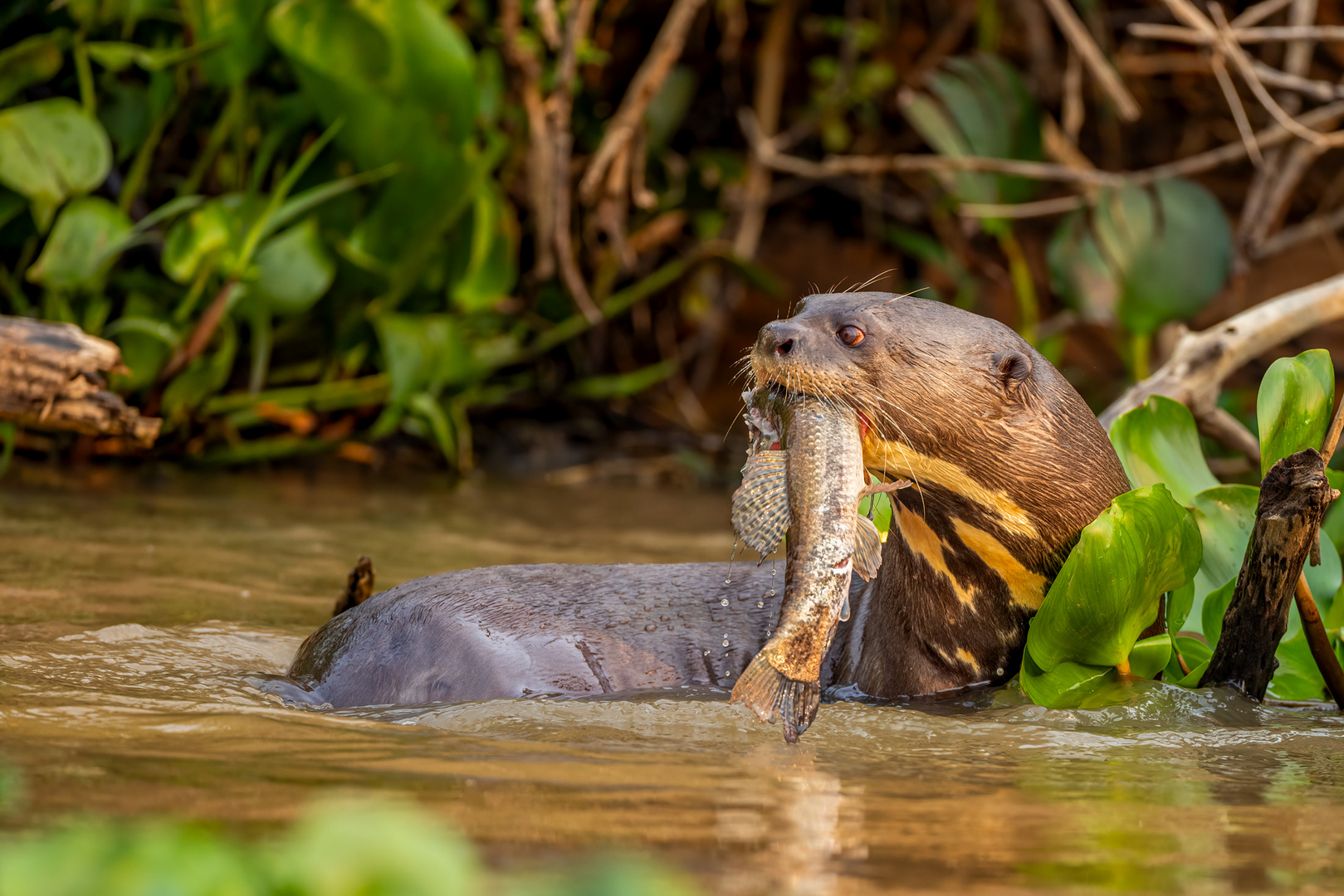 Riesenotter mit Beute (Giant Otter)