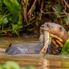 Riesenotter mit Beute (Giant Otter)