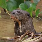 Riesenotter Pantanal