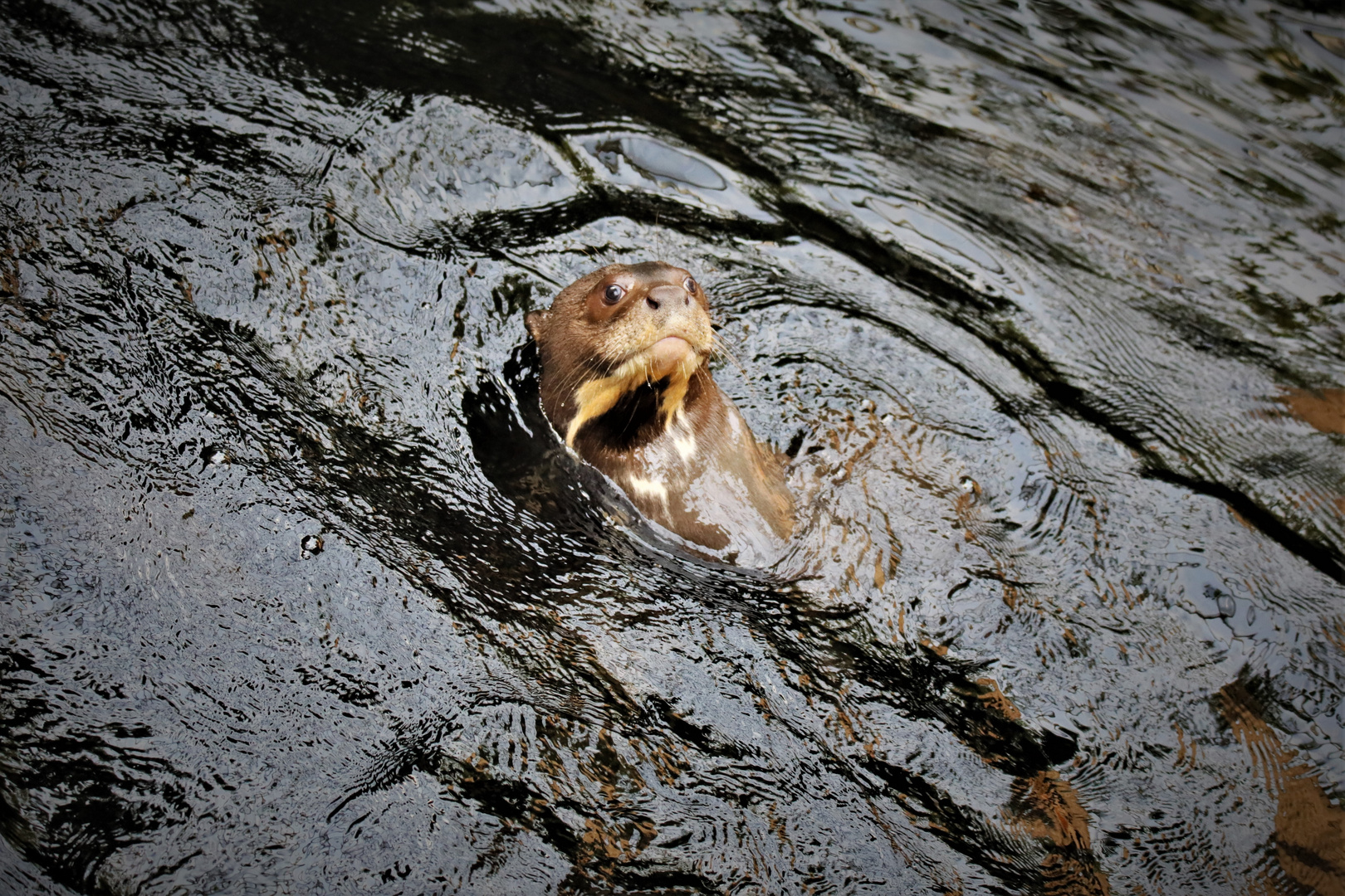 Riesenotter (Pteronura brasiliensis)