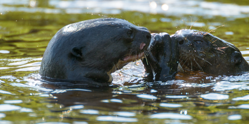 Riesenotter Teil 1