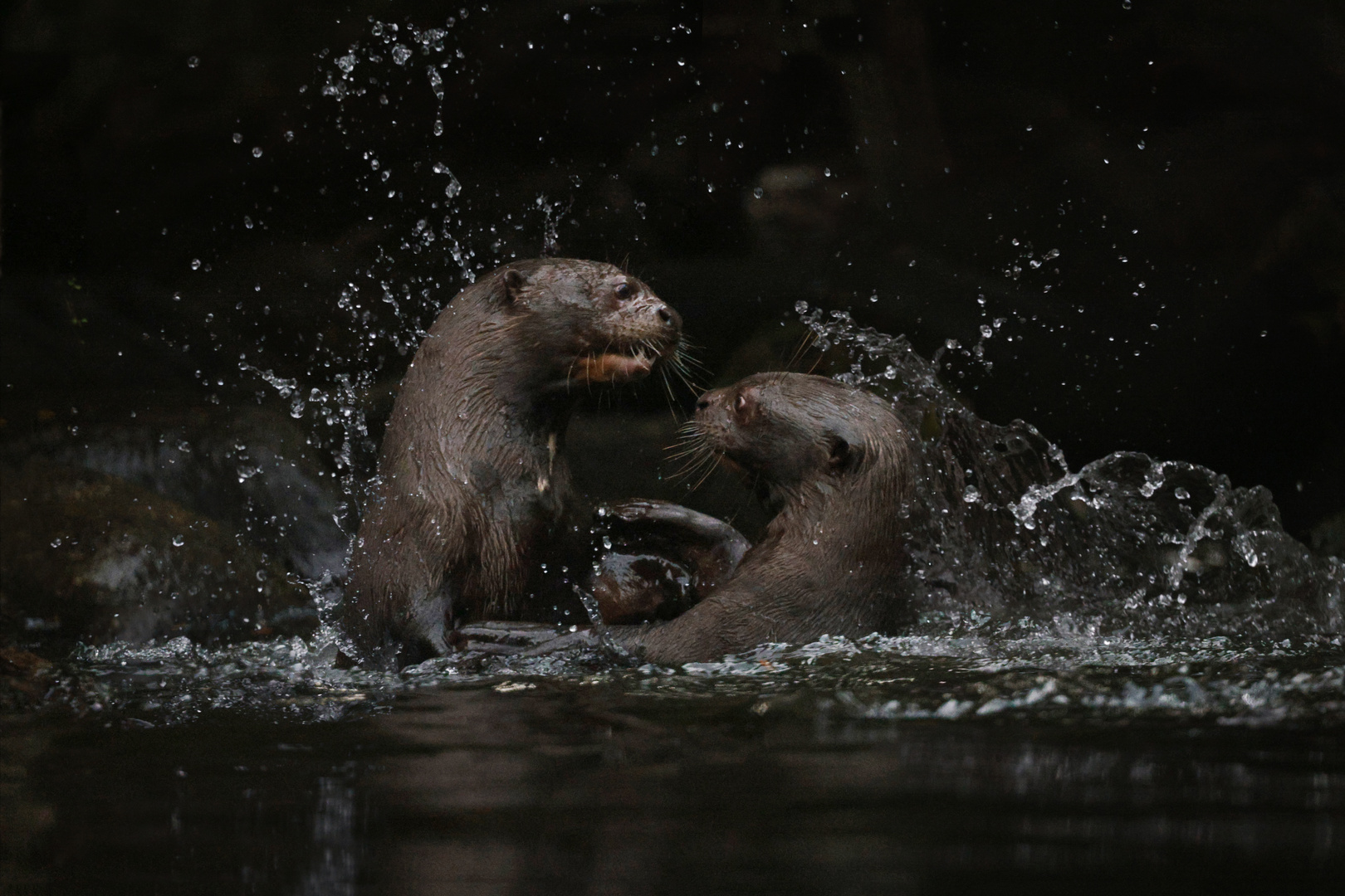 Riesenotter und Action (Zoo Leipzig)