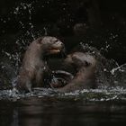 Riesenotter und Action (Zoo Leipzig)