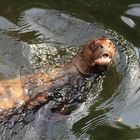 Riesenotter, Zoo -Leipzig