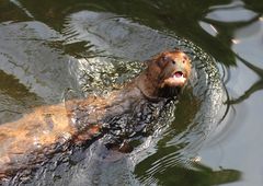 Riesenotter, Zoo -Leipzig