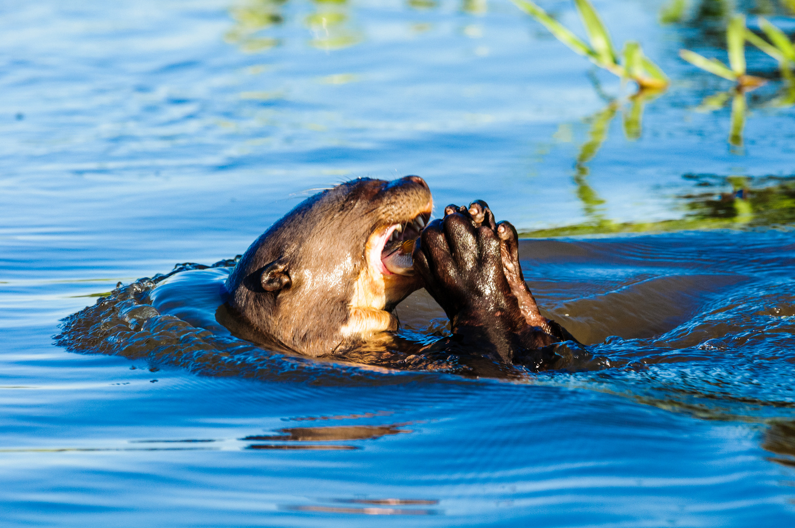 Riesenotter zum Zweiten