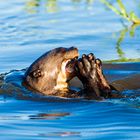 Riesenotter zum Zweiten