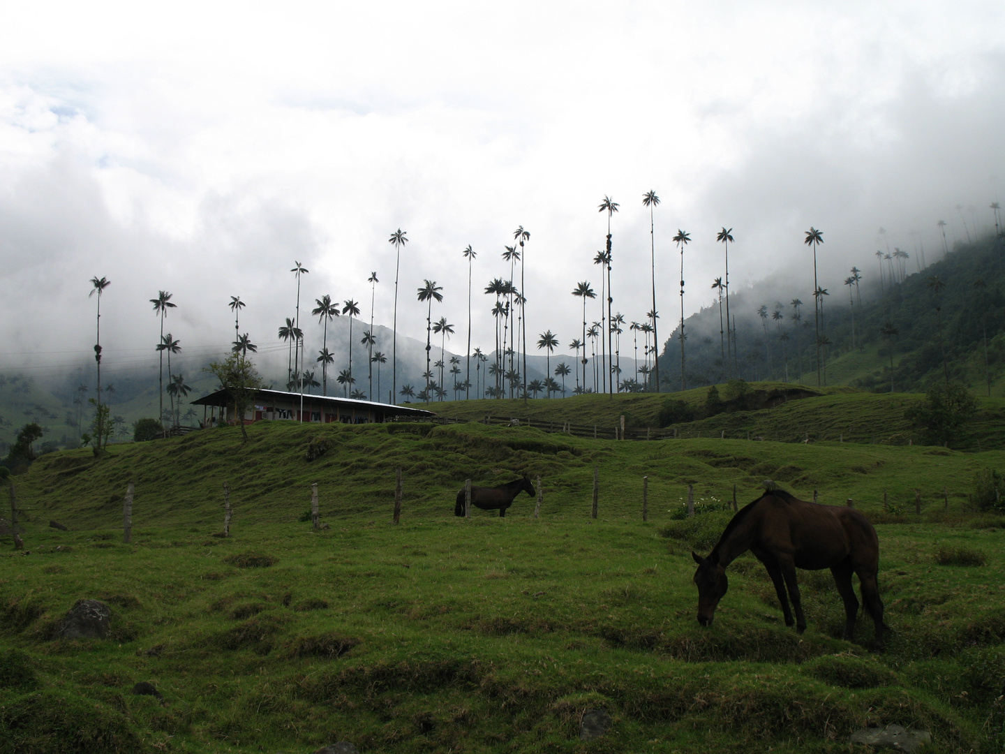 Riesenpalmen in Kolumbien