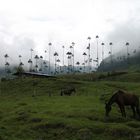 Riesenpalmen in Kolumbien