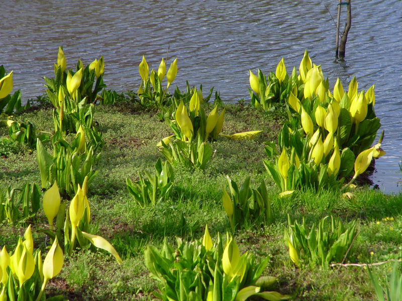 Riesenpflanzen