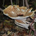 Riesenpilz am Baumstumpf ( Meripilus giganteus )