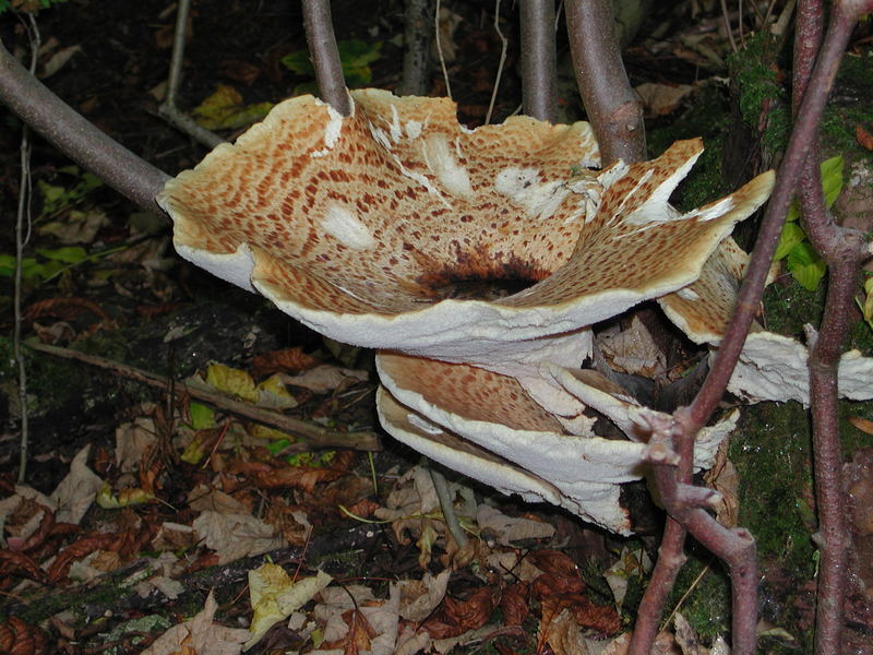 Riesenpilz am Baumstumpf ( Meripilus giganteus )