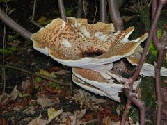 Riesenpilz am Baumstumpf ( Meripilus giganteus )