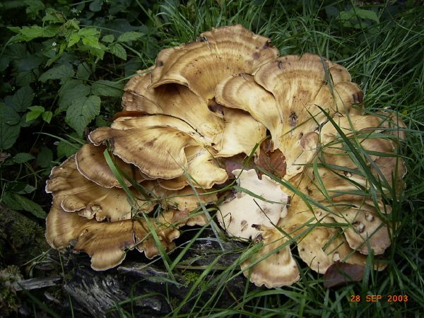 Riesenpilz