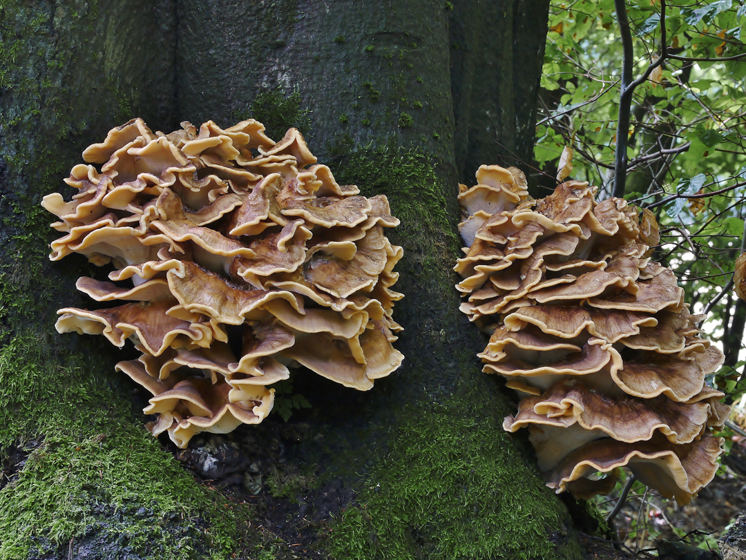 Riesenporling, Meripilus giganteus