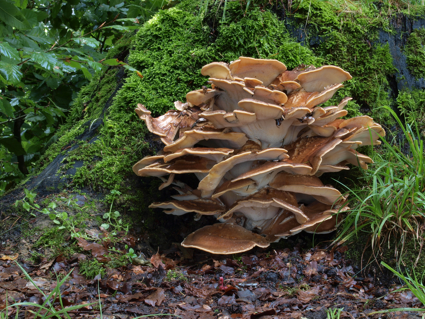 Riesenporling (Meripilus giganteus)