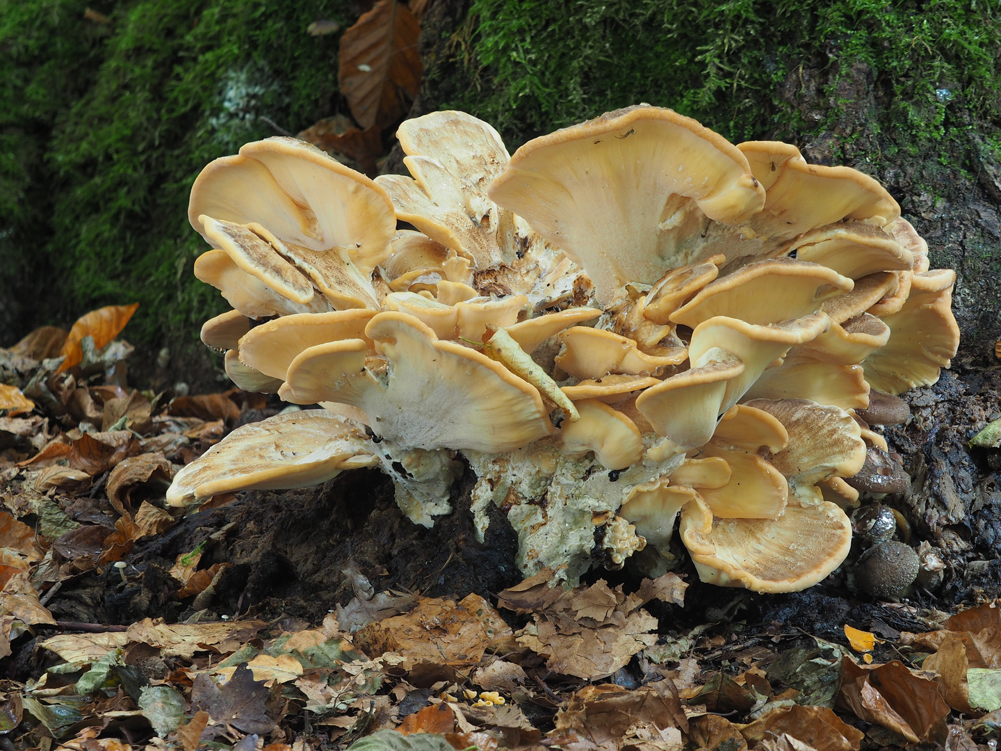 Riesenporling (Meripilus giganteus) 