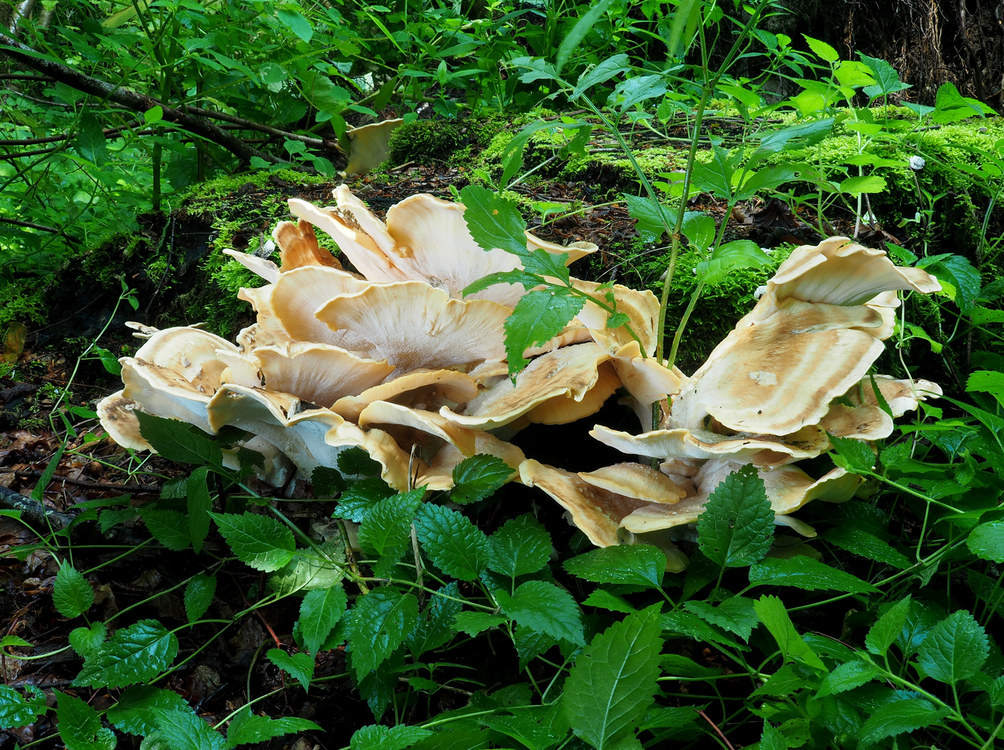 Riesenporling (Meripilus giganteus)