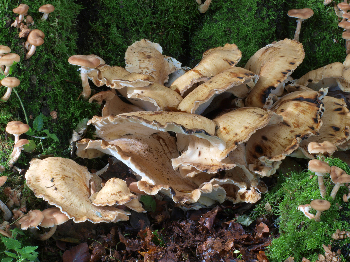 Riesenporling (Meripilus giganteus)