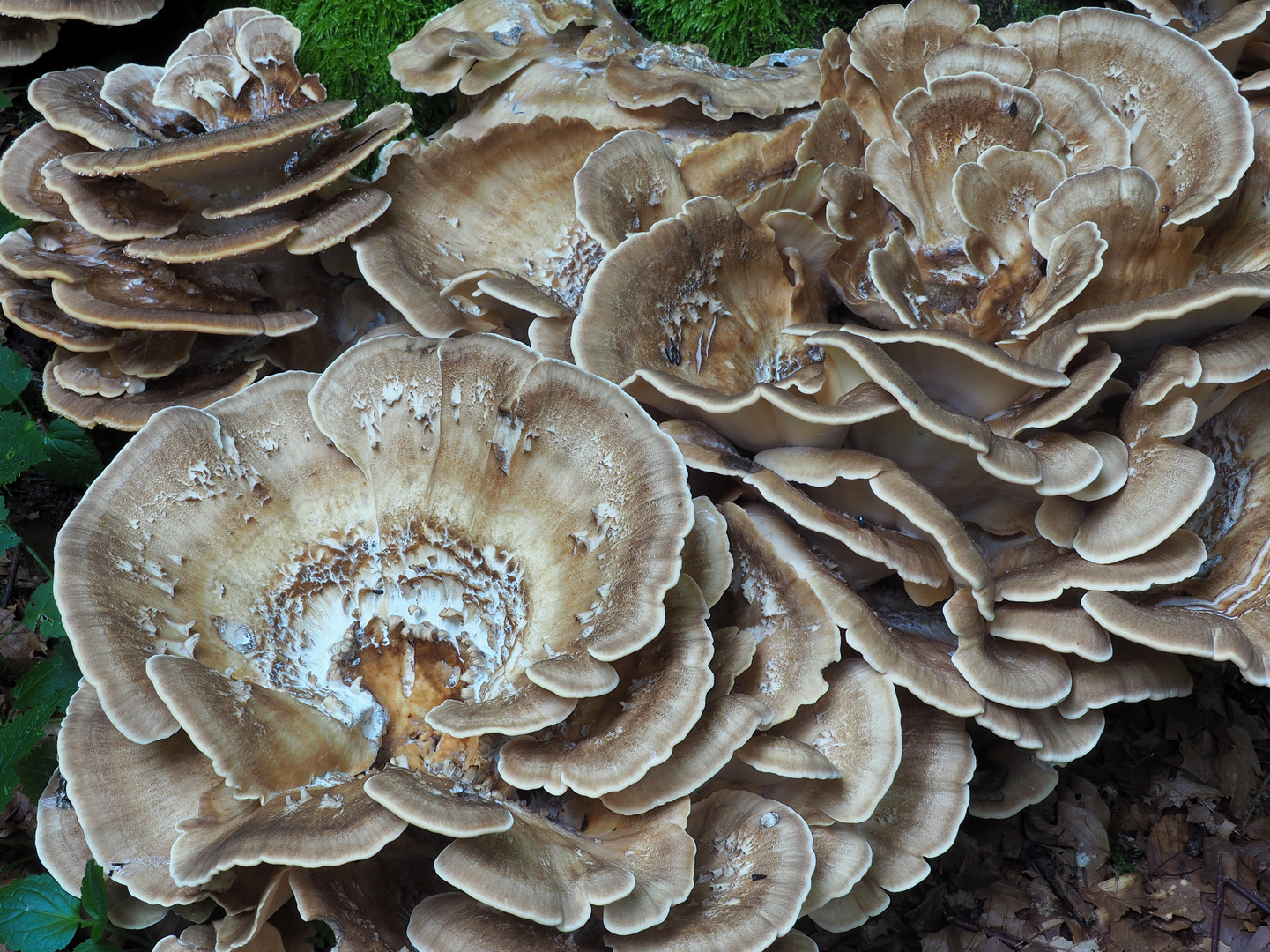 Riesenporling  (Meripilus giganteus) 