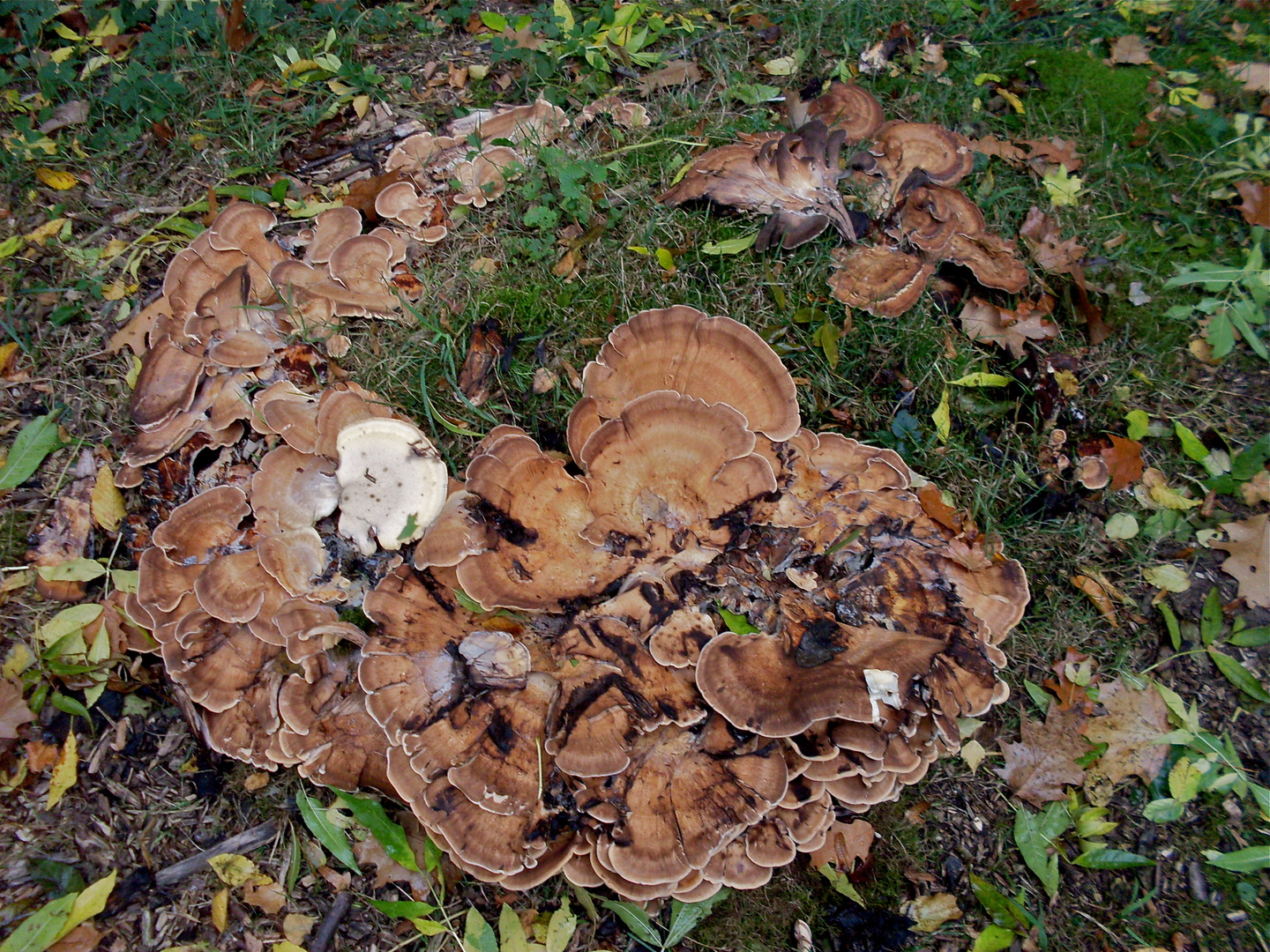 Riesenporling:  Meripilus giganteus - ist wirklich riesig! Heiko, danke für die Bestimmung!